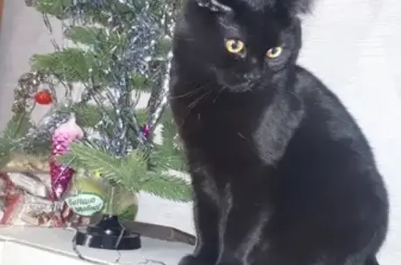 Кошки потеряшки, Смоленск, фото: Потеряшка черный кот, Смоленск, Юннатов 1