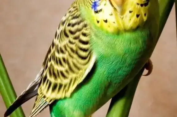 Пропал попугай, ул. Захарова, 23, Калининград