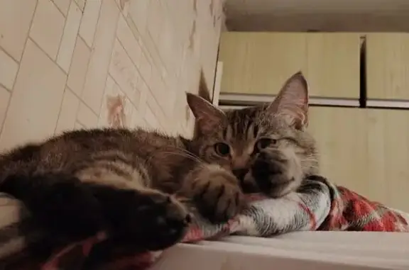 Пропала кошка, Абрамцевская ул., 24 к1, Москва