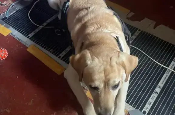 Собаки потеряшки, , фото: Потеряшка собака, Ермолинское с/п, 49Н-1125, 69