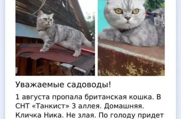 Кошки потеряшки, Казань, фото: Потеряшка кошка Ника, 16К-1090, Столбище