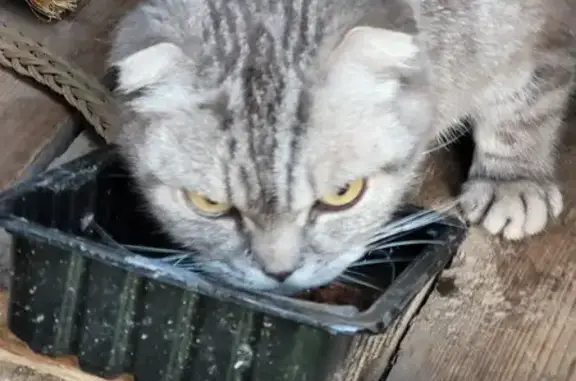 Кошка найдена в сарае, Тульская область