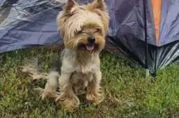 Найдена собака, Руэм, фото: Найдена собака, ул. Якова Эшпая, 84