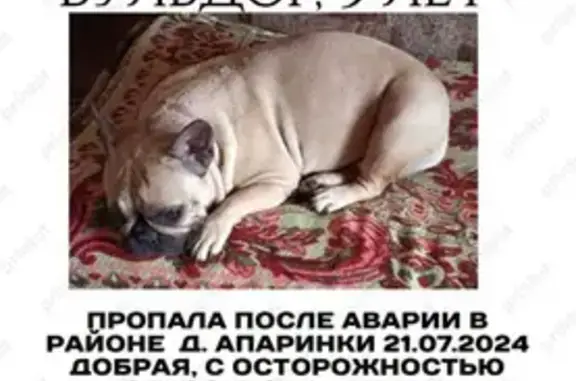 Пропала собака в Апаринках, Видное