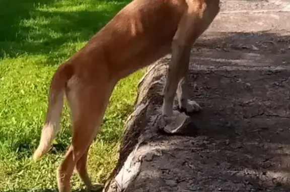 Собака найдена у деревни Копыльского района