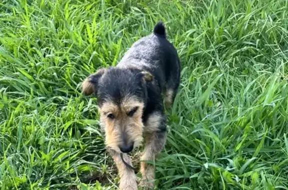 Найдена собака, Сириус, фото: Собака найдена на ул. Рекордов, округ Сириус