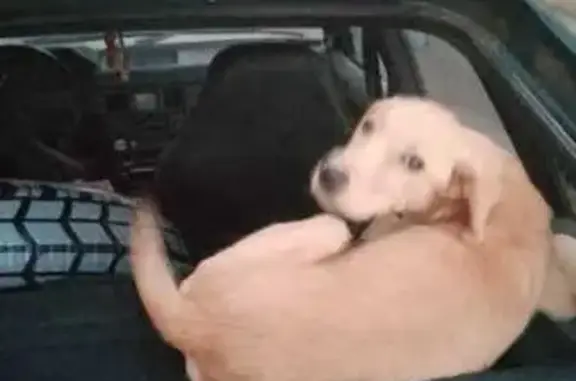 Найдена собака на трассе А-290, Уташ