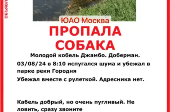 Пропала собака в парке реки Городня, Москва