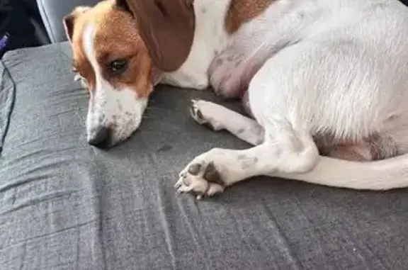 Найдена собака, Песчаные Ковали, фото: Найдена собака на Приозёрной, Песчаные Ковали