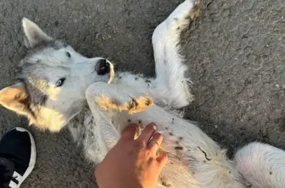 Найдена Хаска, Р-158, г.п. Исса - photo