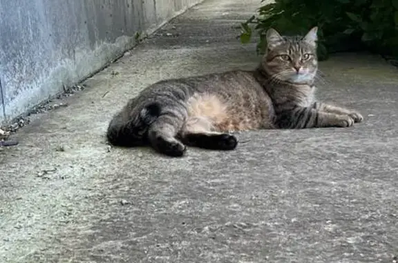 Потерянные животные Пенза, фото: Пропала кошка у Жуковского 23, Пенза