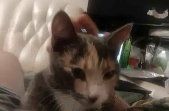 Потерянные животные Тверь, фото: Пропала кошка на Маршала Конева, 8