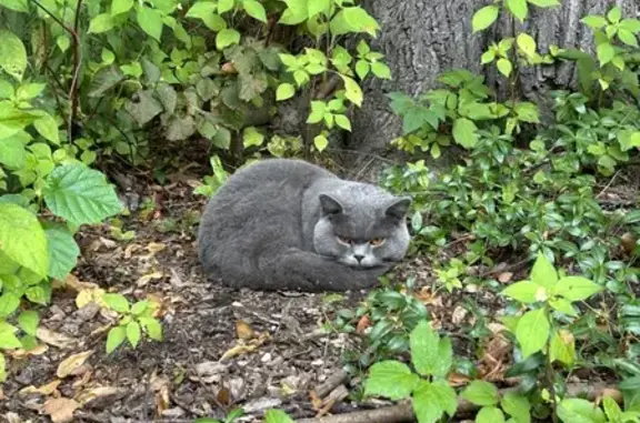 Найдена кошка, Набережная аллея, Москва