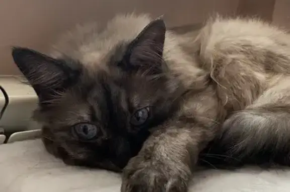 Потерянные животные Великий Новгород, фото: Пропала кошка, Московская ул., 2/82, Великий Новгород