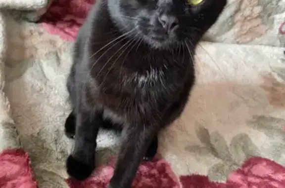 Кошки потеряшки, , фото: Потеряшка черный кот, ул. Хвойная, д. 3