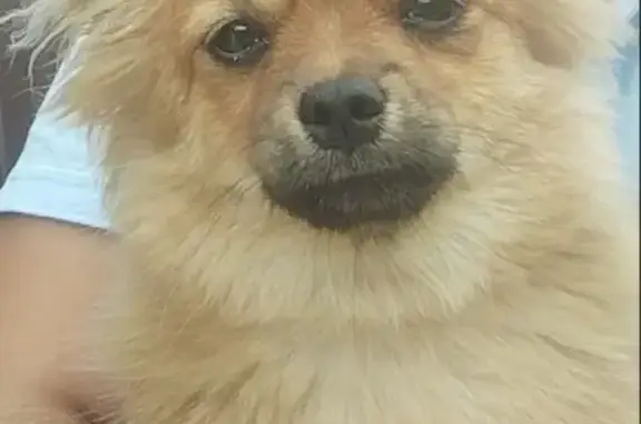 Пропала собака, Советский пер., 22, Волоколамск - photo