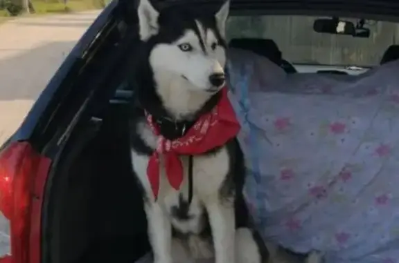 Собаки потеряшки, Адышево, фото: Потеряшка собака, Шмелёвская ул., 15, Адышево