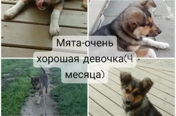 Пропала щенок девочка в Алопово, Калужская обл.