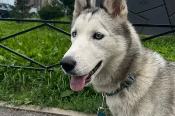 Найдена собака, Тельмана, фото: Найдена хаски в кафе, Онежская ул, 2