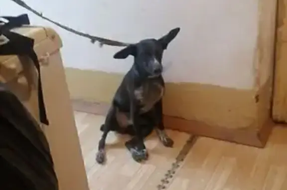 Собаки потеряшки, Нижнекаменский сельсовет, фото: Потеряшка собака у Завьялово, 50Н-2209