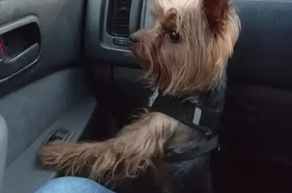 Найдена собака, Марковское, фото: Найдена собака у МНТ Циклон, Марковское поселение