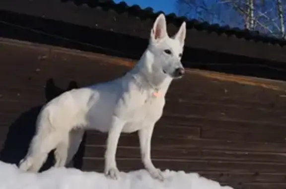 Собаки потеряшки, Соломидино, фото: Потеряшка собака, Центральная улица, 32