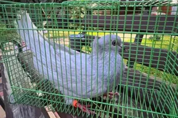 Голубь найден на Рассказовском шоссе, Тамбов