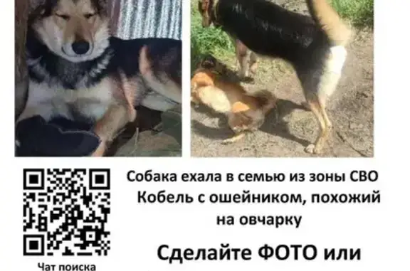 Пропала собака на Варшавском ш., вл167Бс1