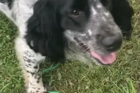 Найдена собака, Московская область, фото: Найдена собака, 46Н-11968, Московская обл.