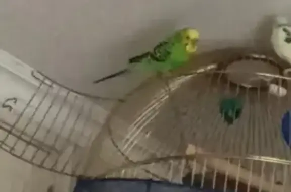 Пропал попугай, ул. Гайдара, 93, Калининград