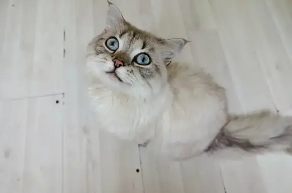 Кошки потеряшки, Красноярск, фото: Потеряшка кошка, 1А, Красноярский край