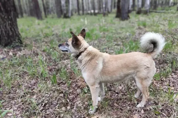 Пропала собака, Верхняя Пышма — Невьянск