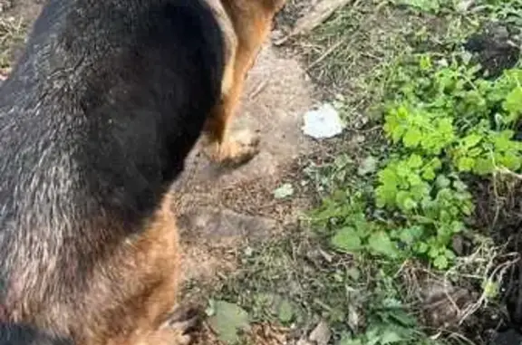 Собаки потеряшки, , фото: Потеряшка овчарка, 12 лет, ул. Агакова, Чувашия