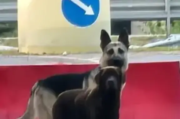 Собаки потеряшки, Столбище, фото: Потеряшкаи собаки в Столбище, Татарстан