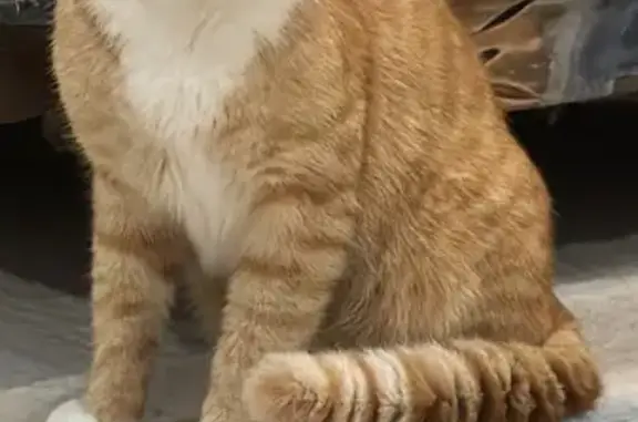 Кошки потеряшки, Столбище, фото: Потеряшка кошка Симба, ул. Энергетиков, 21