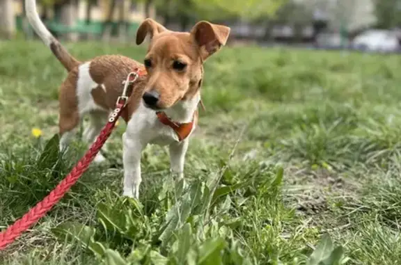 Пропала собака, Луганский пер., 1, Ростов-на-Дону