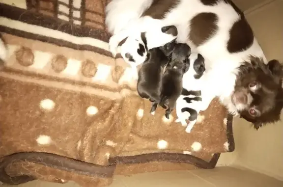 Собаки потеряшки, Орёл, фото: Потеряшка чихуахуа, ул. Рабочий Городок, 23