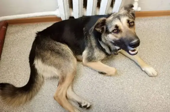 Собаки потеряшки, Китовское, фото: Потеряшка собака в районе станции Ворожино