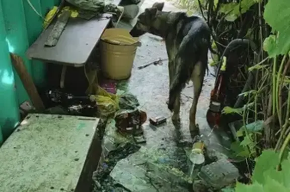 Найдена собака, , фото: Собака найдена в Подкуровском, Ульяновская область