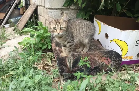 Найдена кошка, ул. Димитрова, 76, Курск