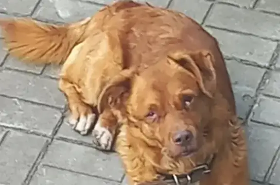 Найдена собака, Смоленск, фото: Найдена собака: 2-й Рославльский пер., 11Б, Смоленск