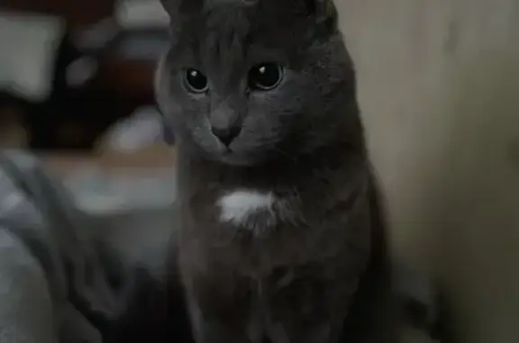 Кошки потеряшки, Красноярск, фото: Потеряшка котик, Корнеева 26, Красноярск