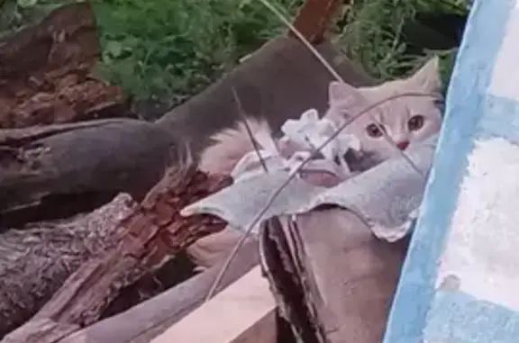 Найдена кошка, 1-го отделения совхоза 