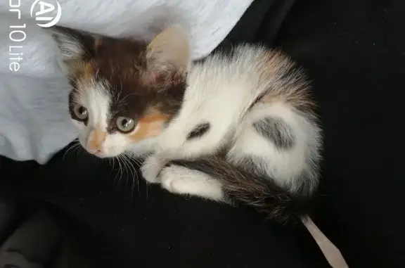 Найдена кошка, Русская Лашма, фото: Котенок с травмой, Русская Лашма, 89К-229-38