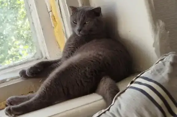 Кошки потеряшки, Светлый, фото: Потеряшка кошка, ул. Кузнецова, 5, Светлый