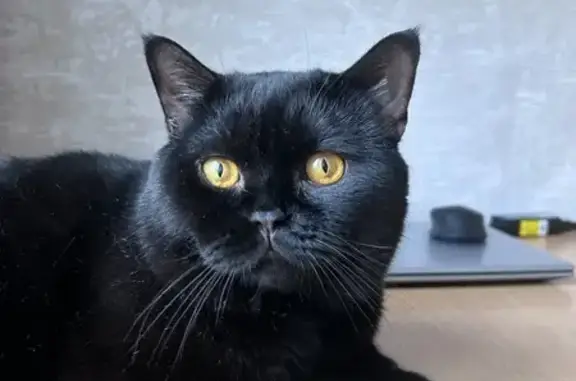 Кошки потеряшки, Высокий Оселок, фото: Потеряшка кошка, Центральная ул., Высокий Оселок