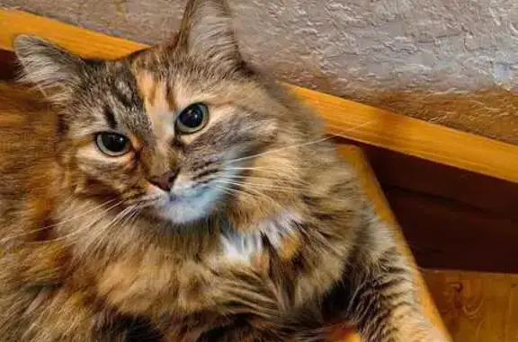 Кошки потеряшки, Горностаево, фото: Потеряшка кошка в Горностаево, Коломенский район