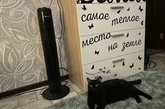 Кошки потеряшки, Липецк, фото: Потеряшка черная кошка, Гагарина 125/1, Липецк