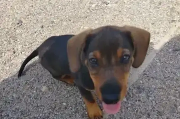 Найдена собака, Богородское, фото: Найден щенок таксы, Центральная ул., Богородское