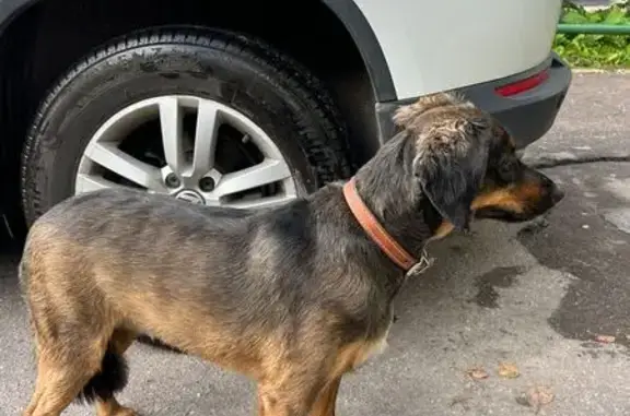 Найдена собака, Великий Новгород, фото: Найдена собака на ул. Кочетова, 35 к3